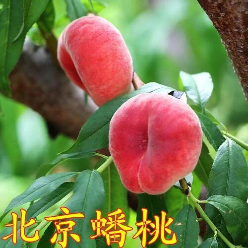 北京蟠桃桃树苖嫁接苗南北方种植盆栽地栽脆甜离核苖当年结果桃苗