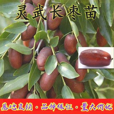 新品种宁夏灵武长枣树苗当年结果南北种植嫁接正宗灵武长枣树苗