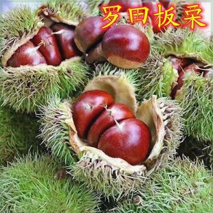 罗田板栗树苗 果树苗 嫁接板栗树苗 南北方种植 当年结果树苗大果