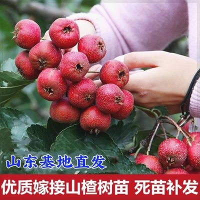 山楂树苗嫁接新品种无核特大号甜红子盆栽地栽南北方种植当年结果