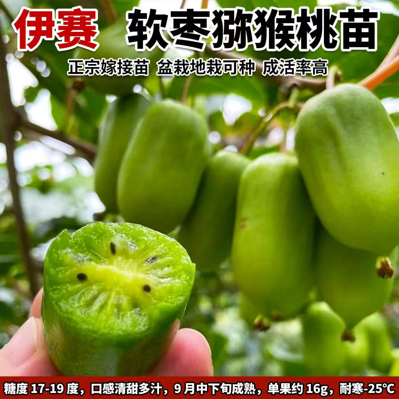 伊赛软枣猕猴桃树苗南北方种植盆栽地栽猕猴桃苖脆甜当年结果