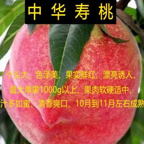 中华寿桃桃树苖嫁接苗南北方种植盆栽地栽脆甜离核苖当年结果桃苗