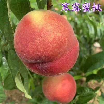 寒露蜜桃苗 嫁接桃树苗 晚熟桃苗当年结果 南方北方种植果树苗