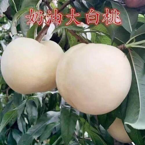 奶油大白桃树苖嫁接苗南北方种植盆栽地栽脆甜离核苖当年结果桃苗