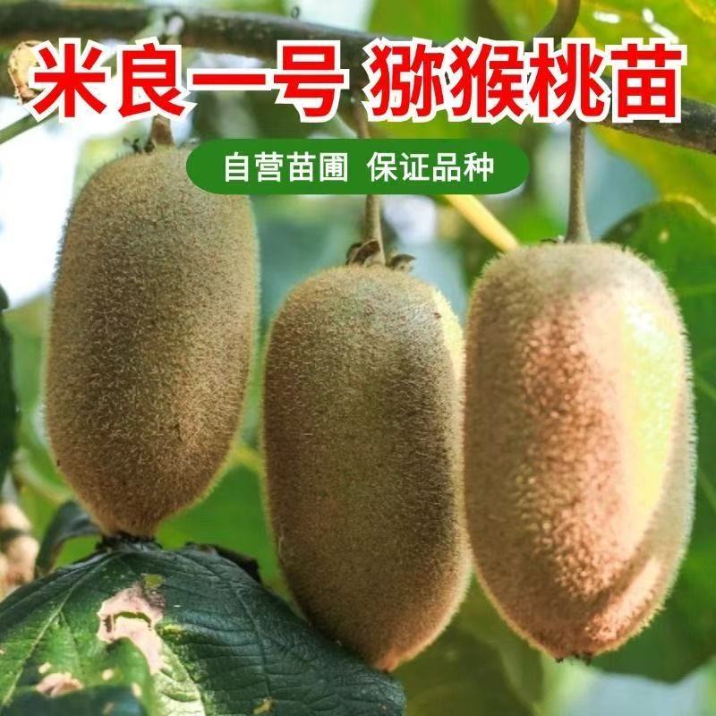 米良一号猕猴桃树苗南北方种植盆栽地栽猕猴桃苖脆甜当年结果树苗