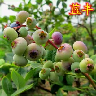 蓝丰蓝莓苗北方品种盆栽地栽南方北方种植特大抗寒蓝莓树苗果树苗