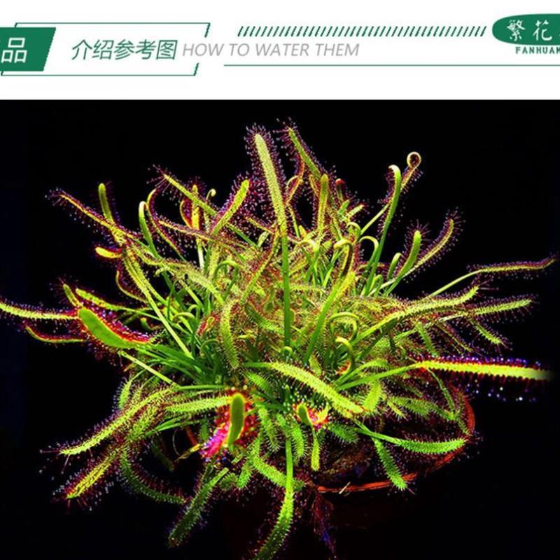 矿红好望角茅膏菜大型盆栽粘虫子毛毡苔驱蚊草会卷捕虫高手食人花