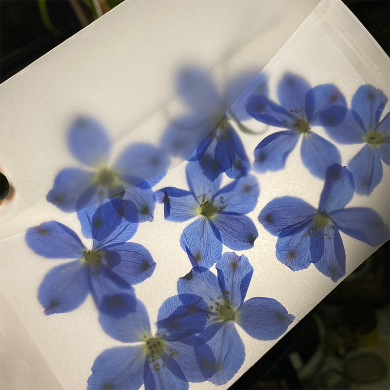 锅锅的鱼押花压花干花收纳袋植物标本diy压花板配套材料