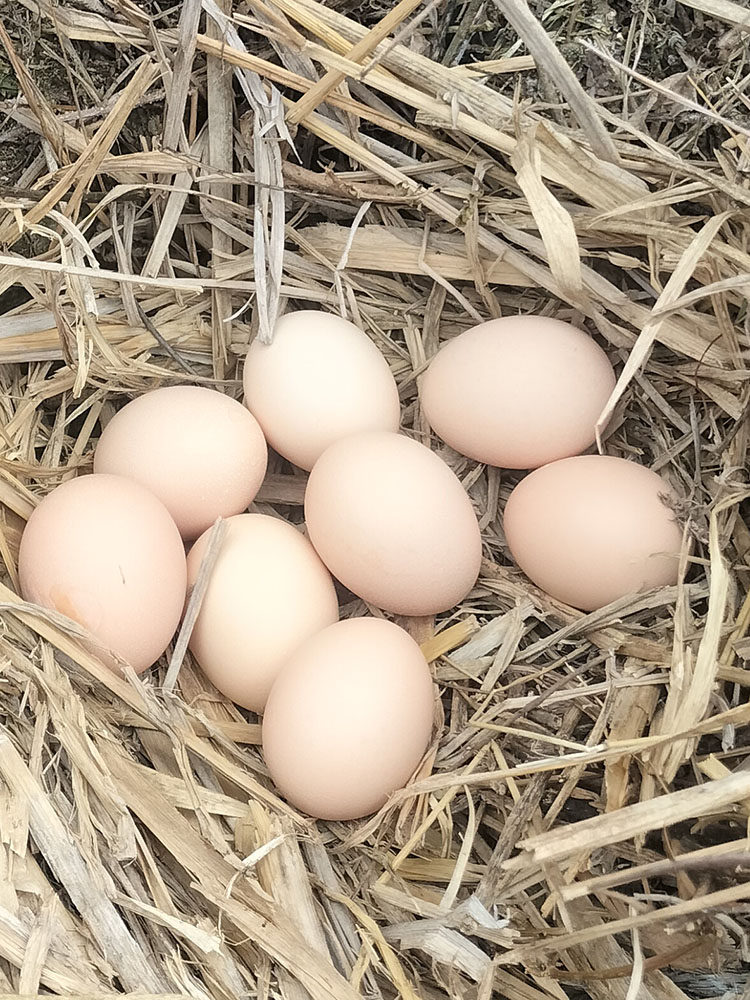 农村正宗山波散养新鲜初生本地土鸡蛋玉米菜喂养草鸡蛋月子蛋