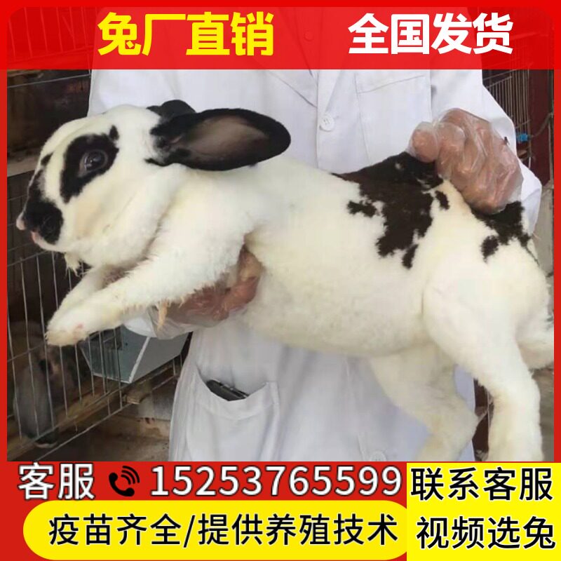兔子活物彩獭兔大型肉兔花巨种兔怀孕母兔青紫蓝兔宠物兔养殖