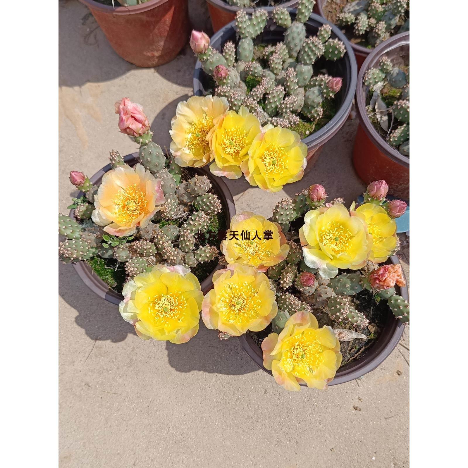 迷你朝日团扇小群生黄花仙人掌开花对版耐寒抗旱盆栽多肉opuntia