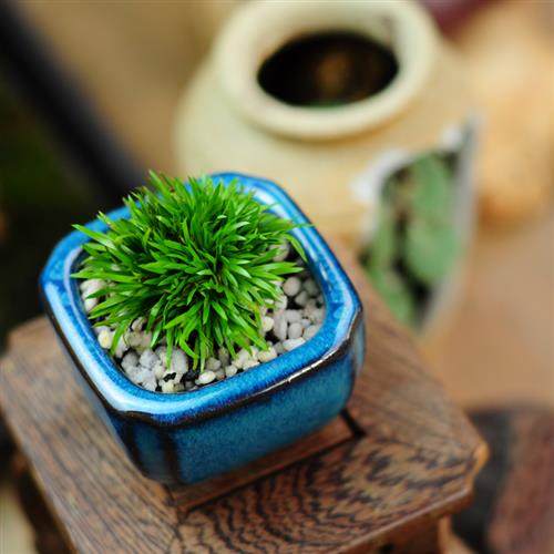 菖蒲龙根黄金极姬贵船苔天鹅绒极姬老桩极虎须老桩办公室茶几书房