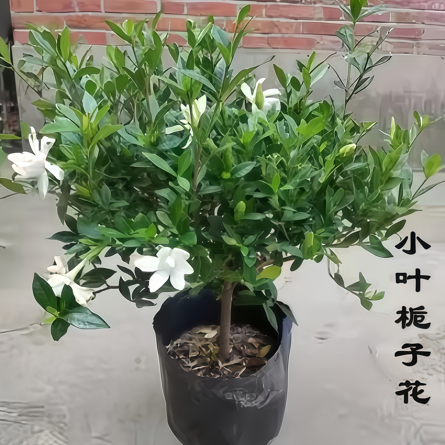独杆小叶栀子花盆栽卉耐寒