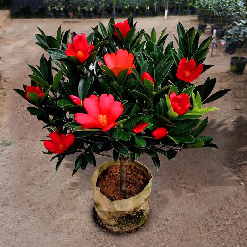 四季杜鹃茶花室内盆栽庭院阳