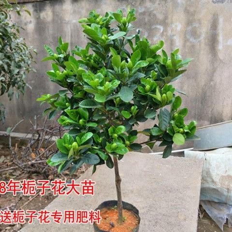 独杆栀子花苗大叶牡丹栀子花盆栽大树苗持久带花苞栀子花