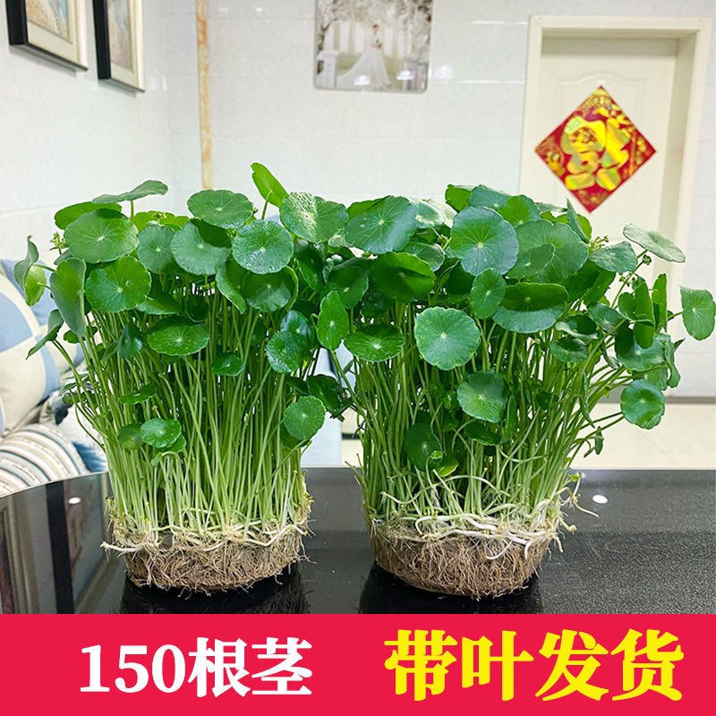 铜钱草招财办公室桌面盆栽金