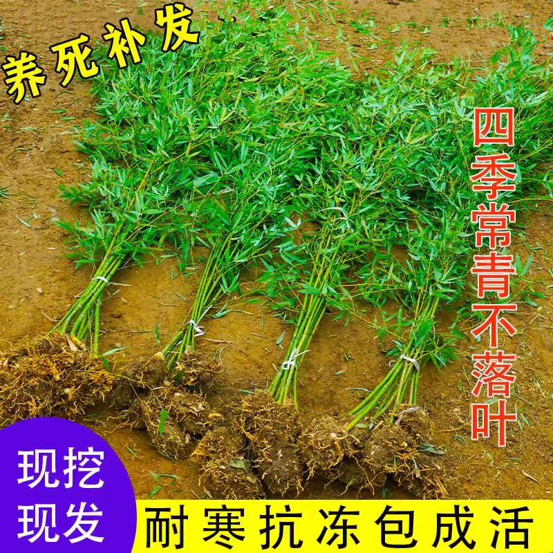 竹子苗庭院四季常青紫罗汉
