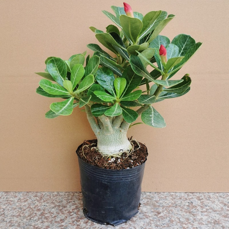 沙漠玫瑰盆栽花苗重瓣带老桩