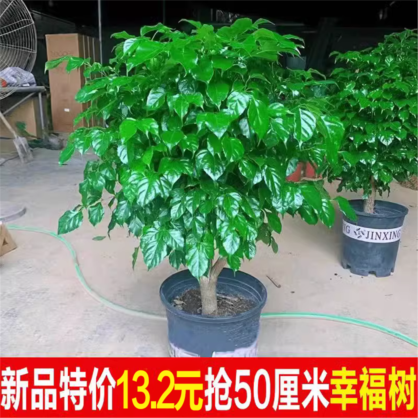 幸福树盆栽室内客厅新家易
