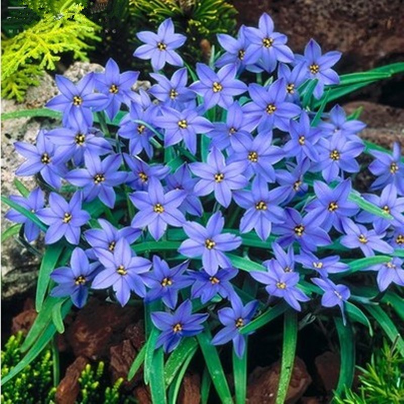 葱兰韭风雨重瓣种球绿化庭