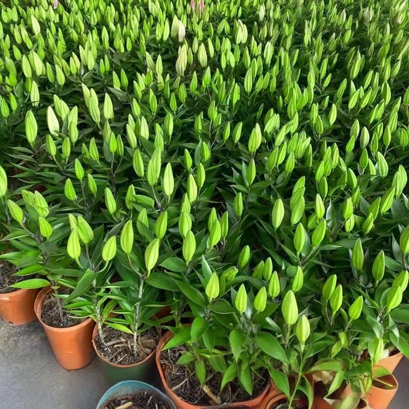 百合花种球香水盆栽好养