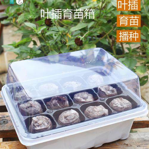 陌陌园艺12孔塑料育苗箱育苗盒穴盘育苗块保温保湿育苗盆育苗钵