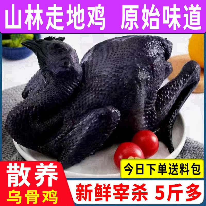 乌骨鸡五黑鸡农家散养土鸡