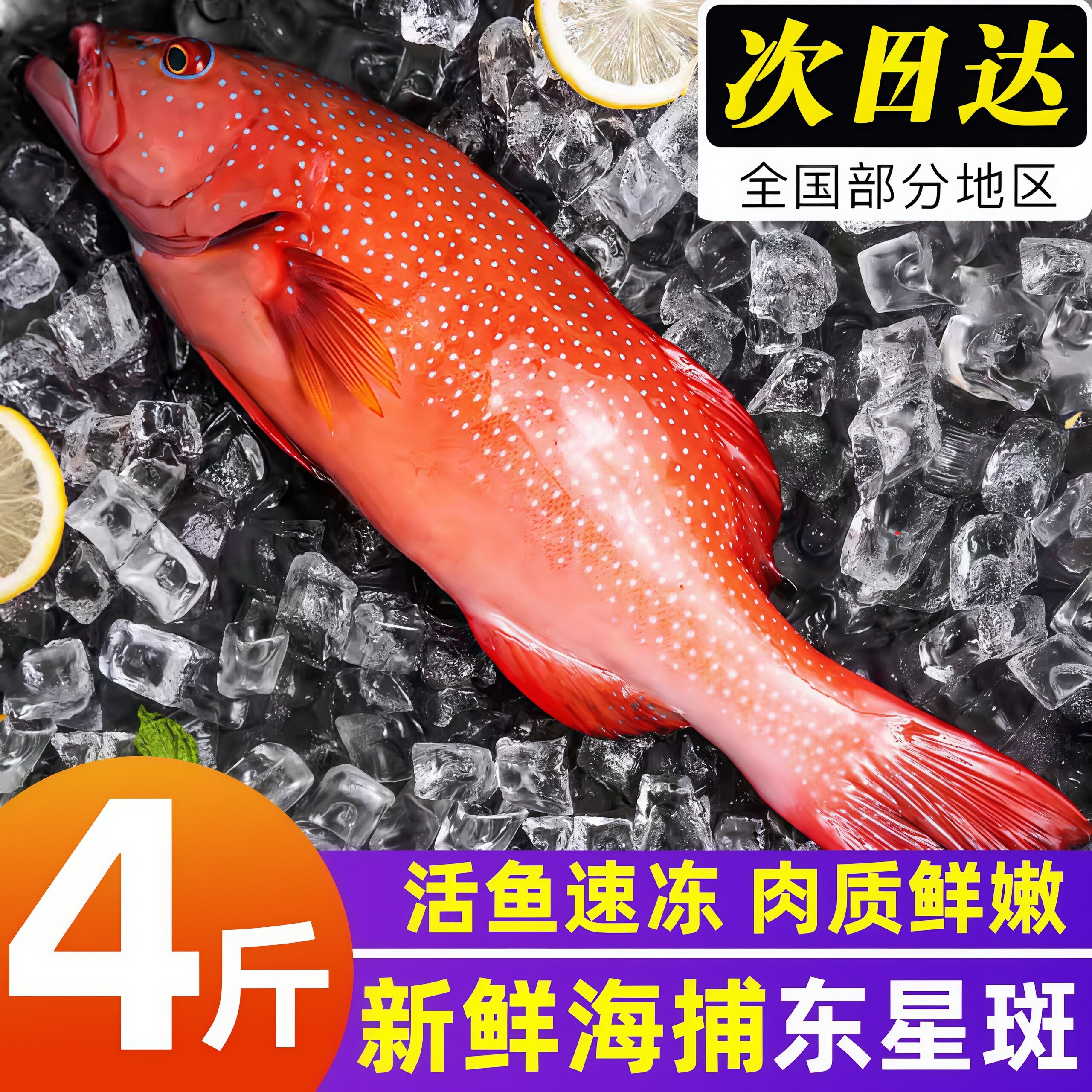 新鲜东星斑深海捕捞鲜活冷冻商用