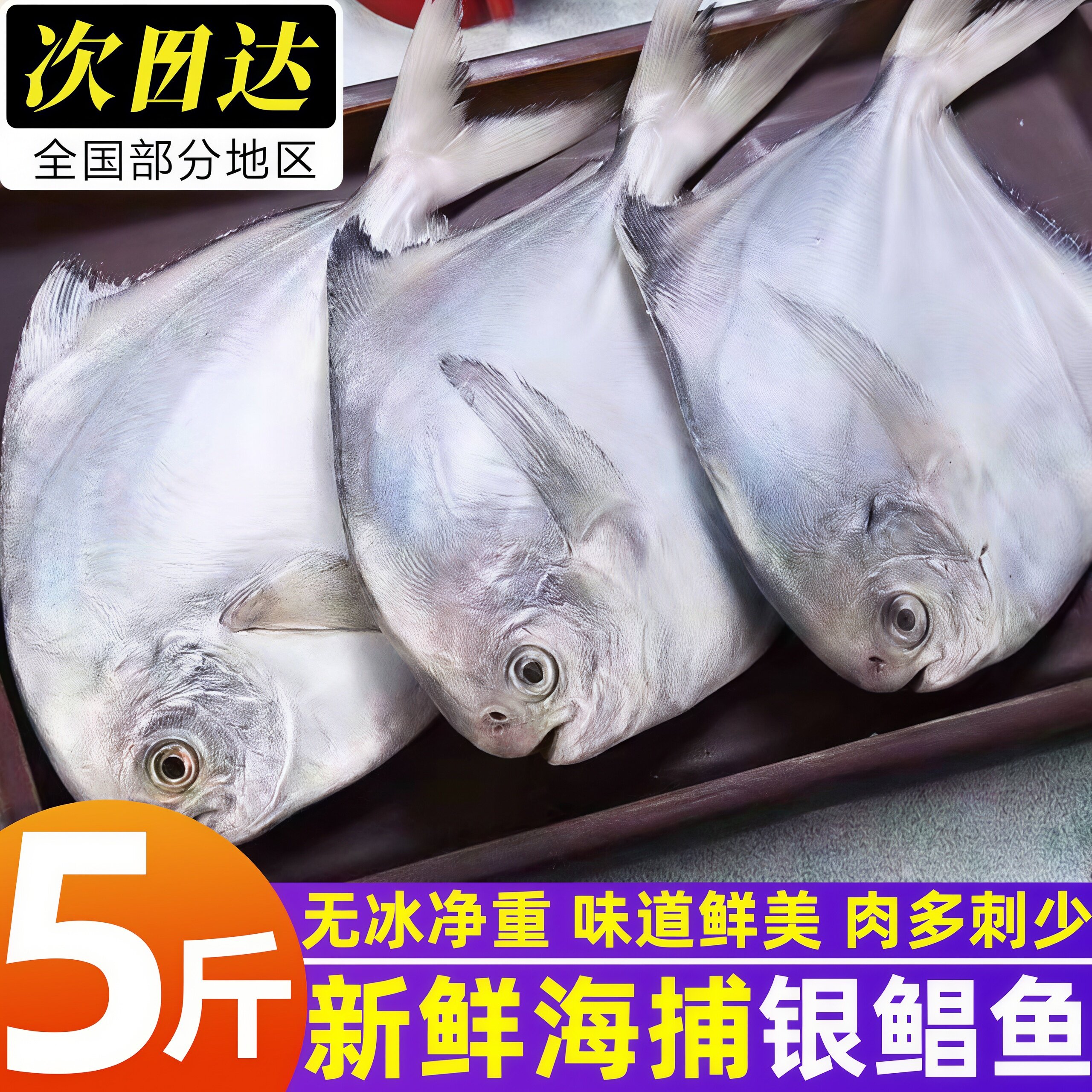 野生冷冻银鲳鱼批发价
