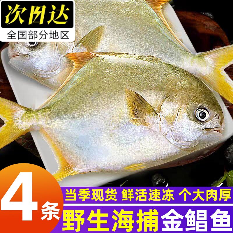 深海特大冷冻金鲳鱼商用批发
