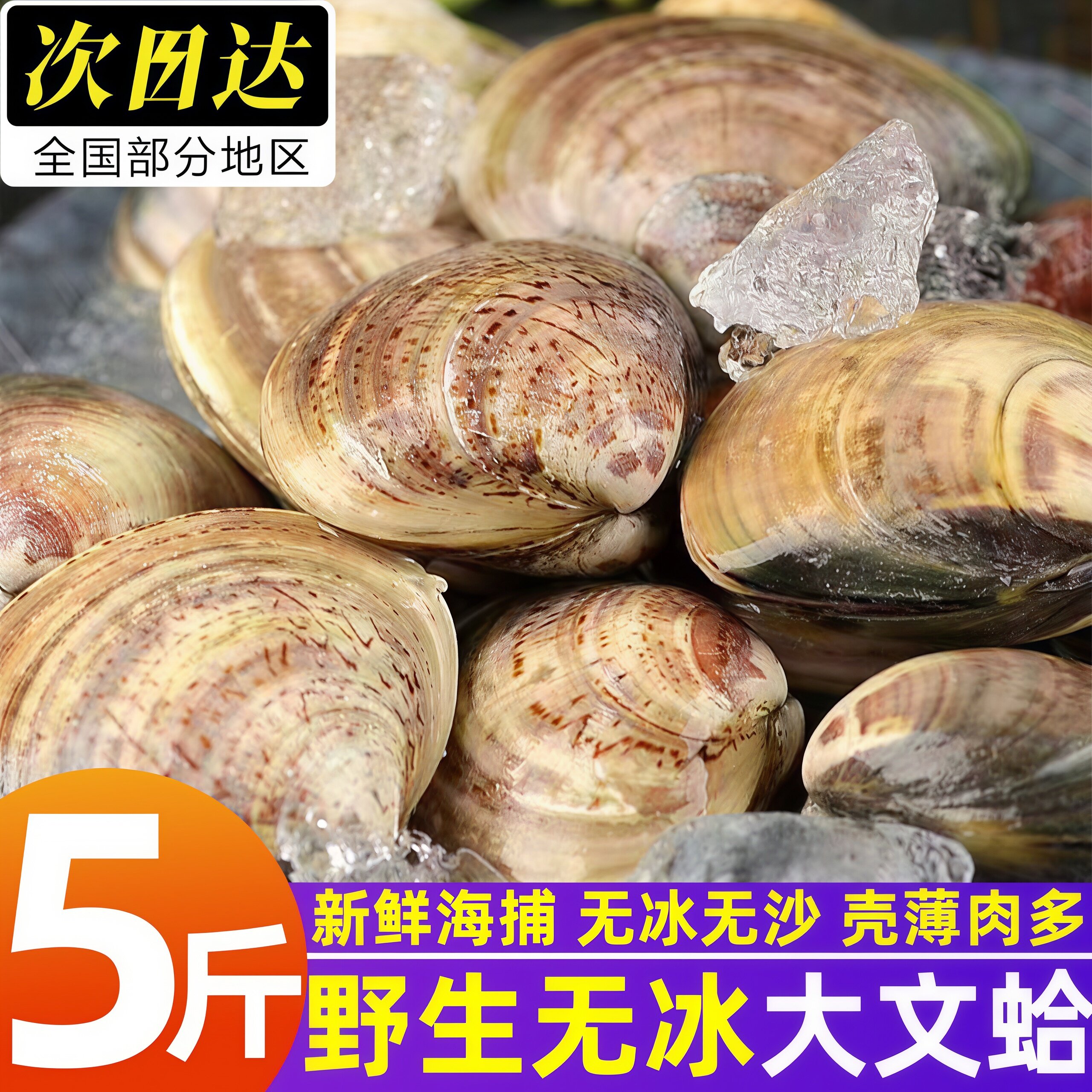 辽宁丹东真文蛤滩涂鲜活