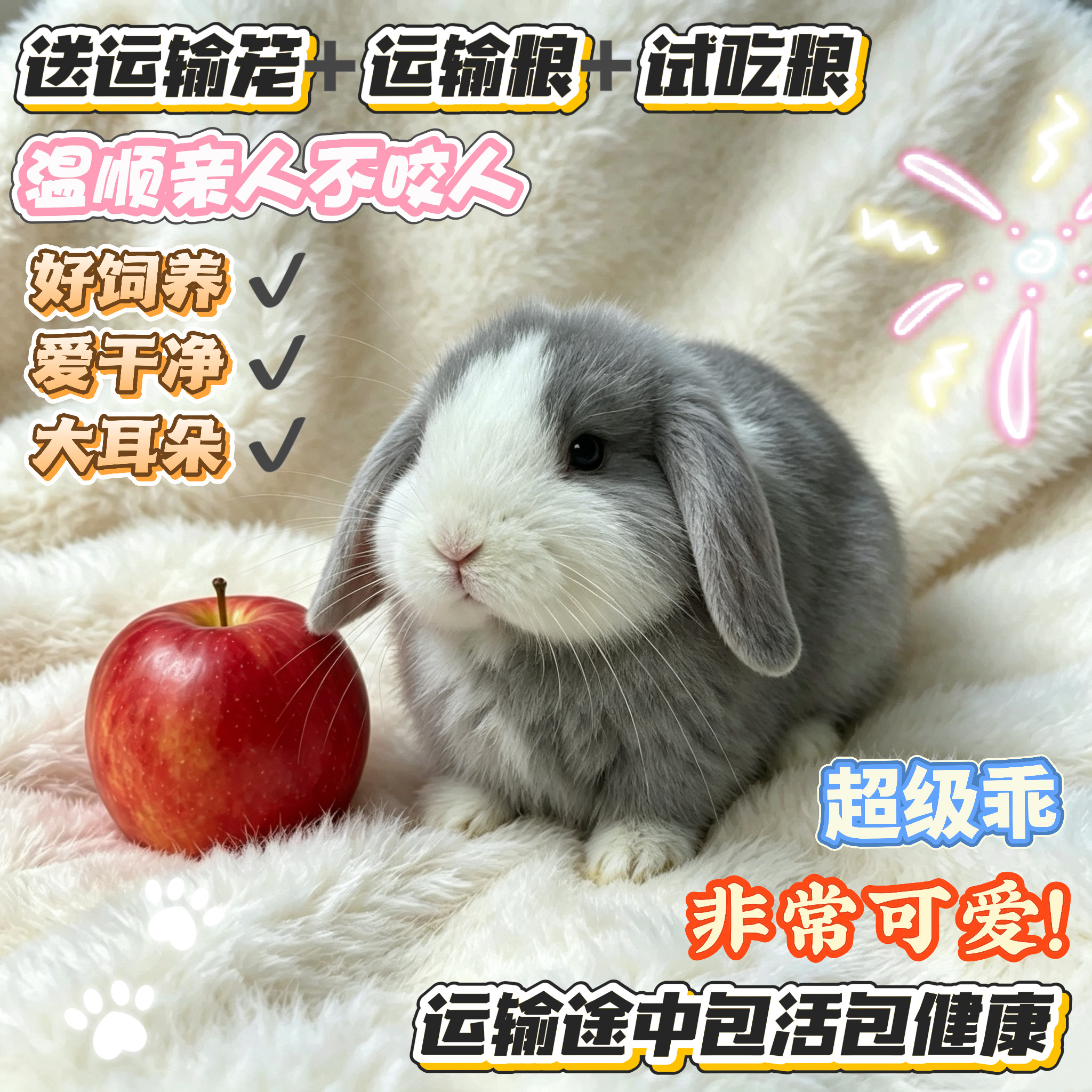 垂耳兔黄垂耳黑垂耳宠物兔幼崽长不大可爱兔子运输途中包活包健康