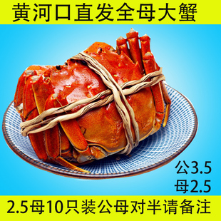 黄河口大闸蟹东营螃蟹母蟹2.5两公蟹3.5两河蟹可全母10只礼盒装