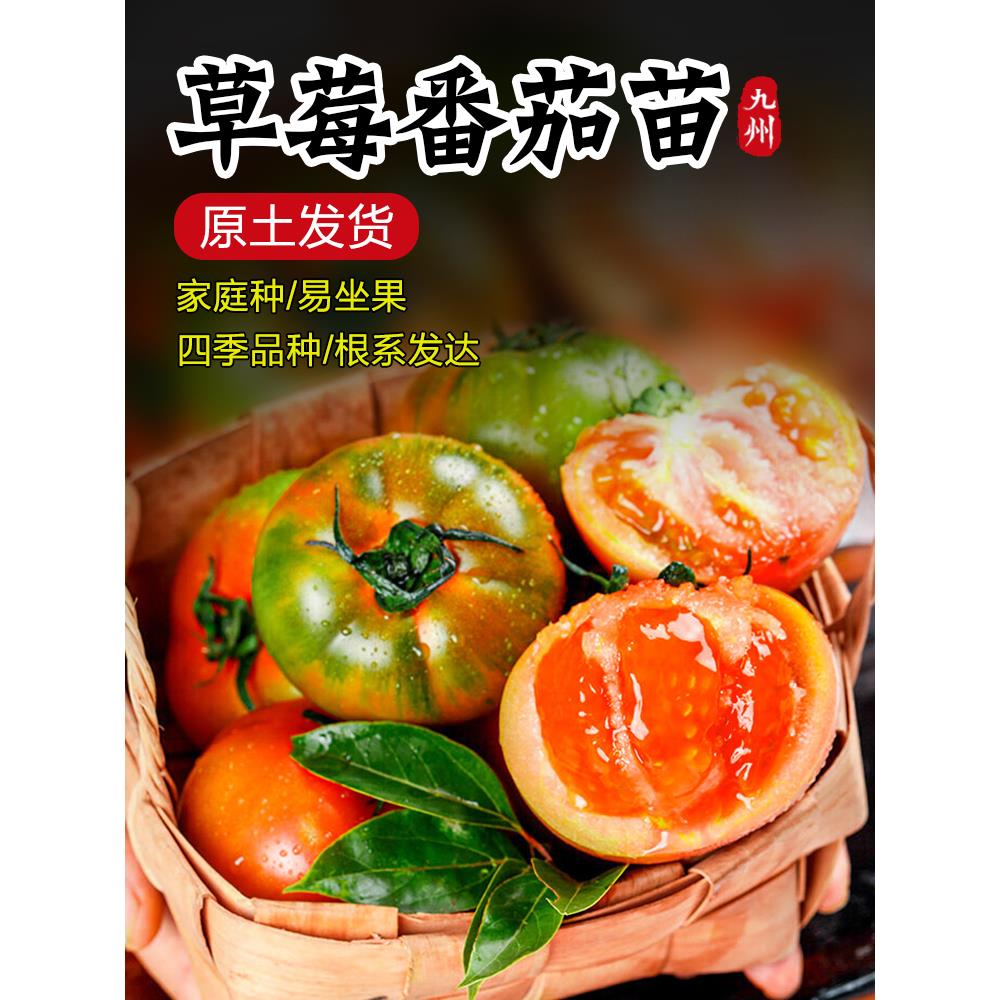 草莓番茄苗秧水果西红柿子