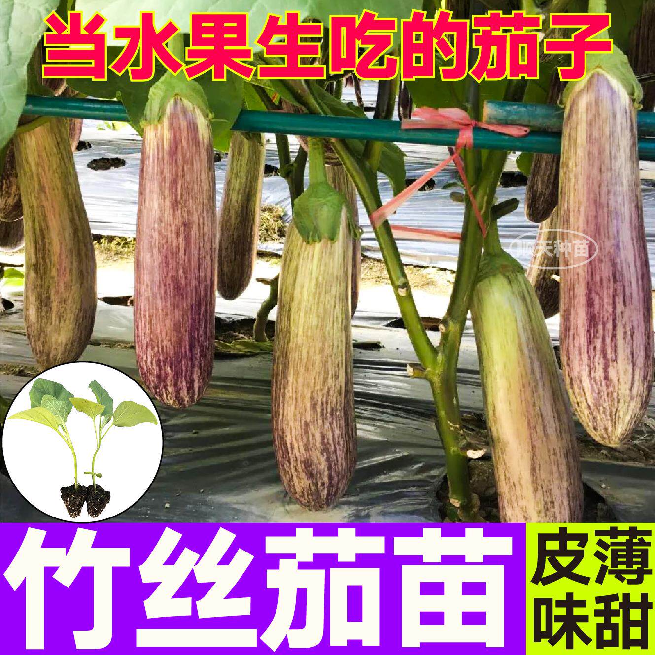 山东寿光皮薄味甜竹丝茄苗