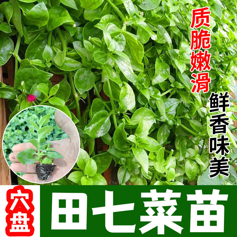 养生田七种苗特色野菜阳台