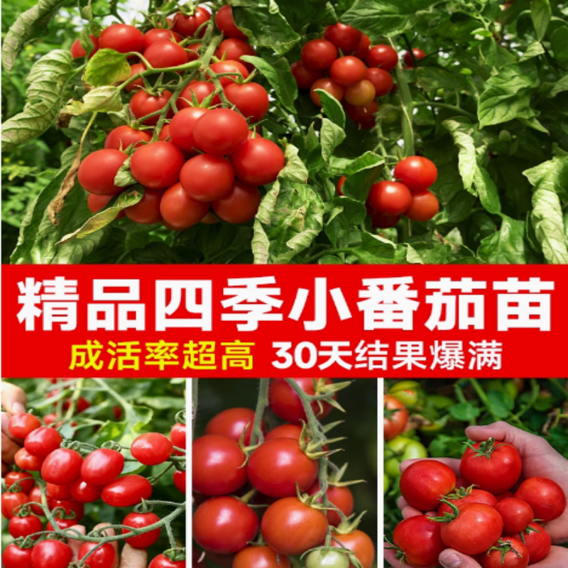 瀑布小番茄苗千禧圣女果秧