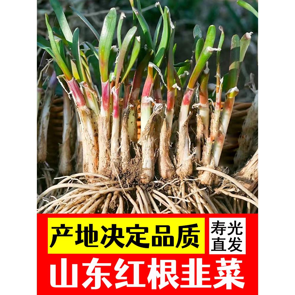 山东红根韭菜新香非宽叶阳