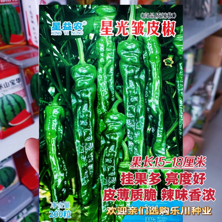 皱辣椒种子籽长果小皮黑亮