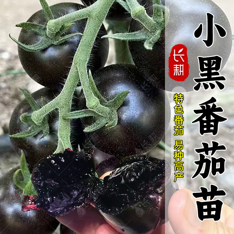 超甜黑妖姬番茄种苗阳台盆