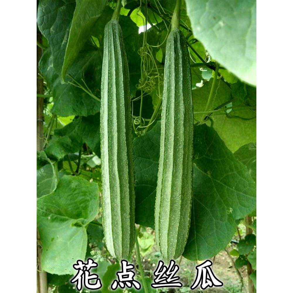 大肉花点棱丝瓜种籽孑子苗