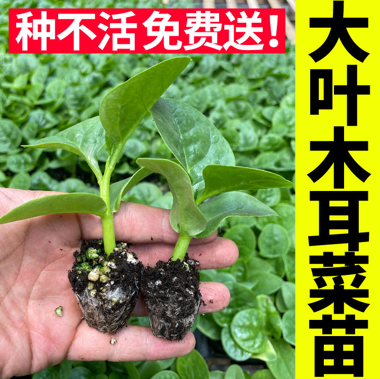 特大圆叶木耳菜种子秧苗四