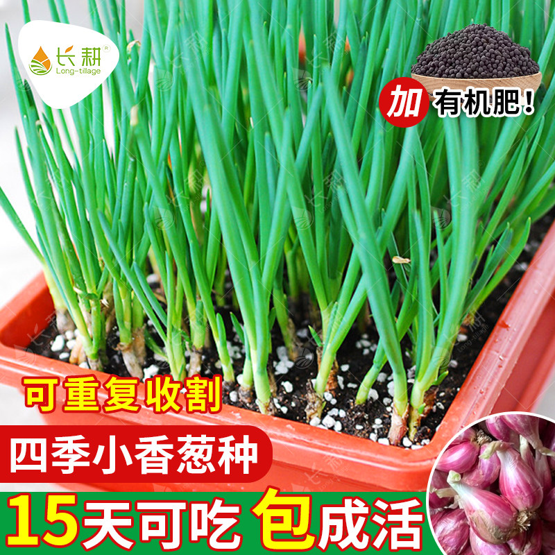 香葱种头盆栽小子阳台四季