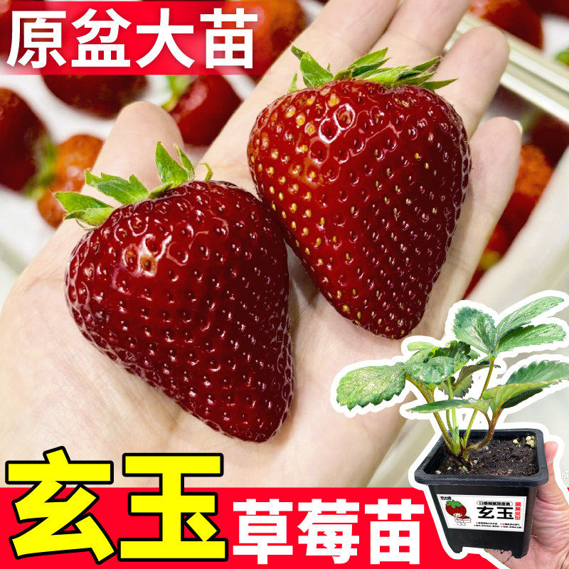 玄玉草莓苗黑珍珠红颜室内