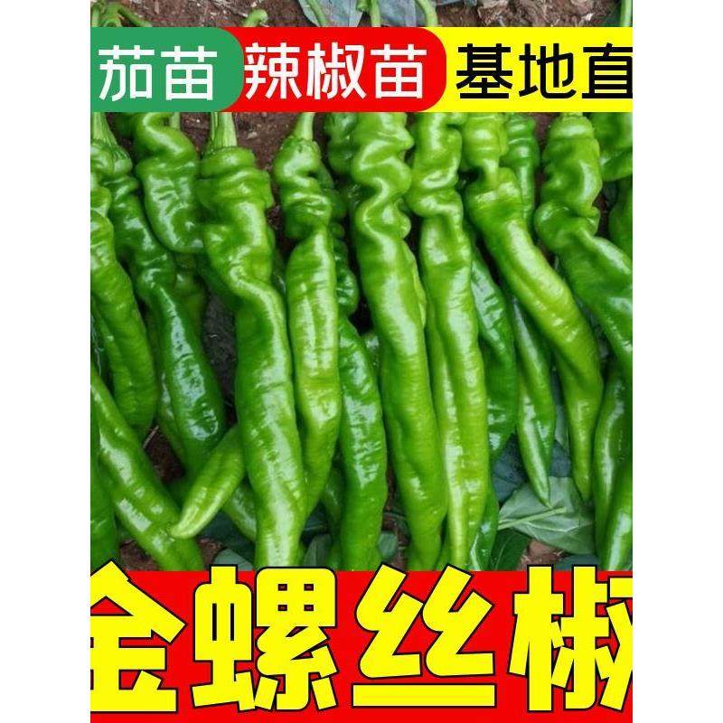 金螺丝辣椒苗子幼高产四季