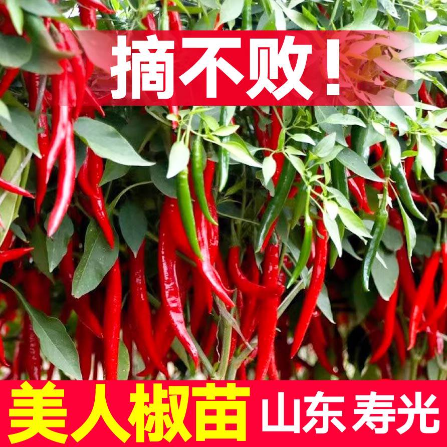 寿光香辣美人椒苗秧幼摘不