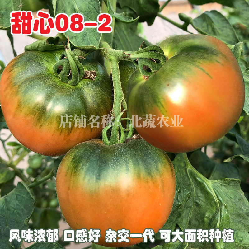 铁皮西红柿种籽水果番茄孑