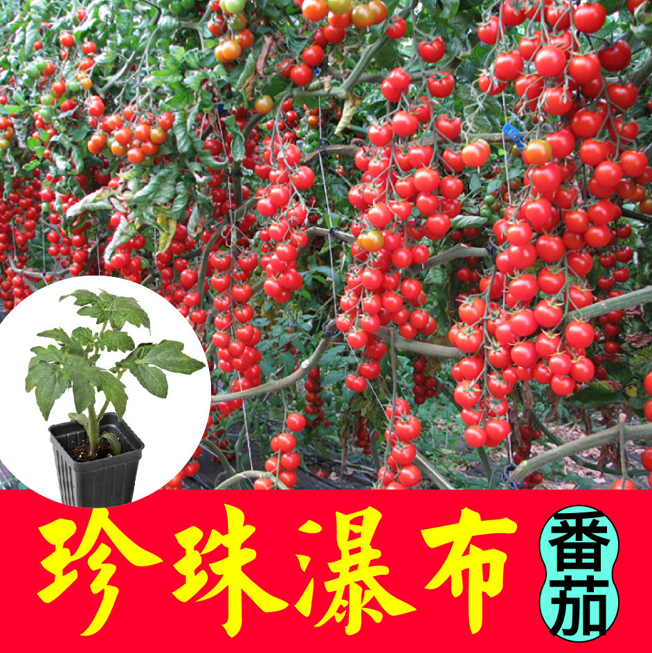 珍珠瀑布番茄苗秧高产串收