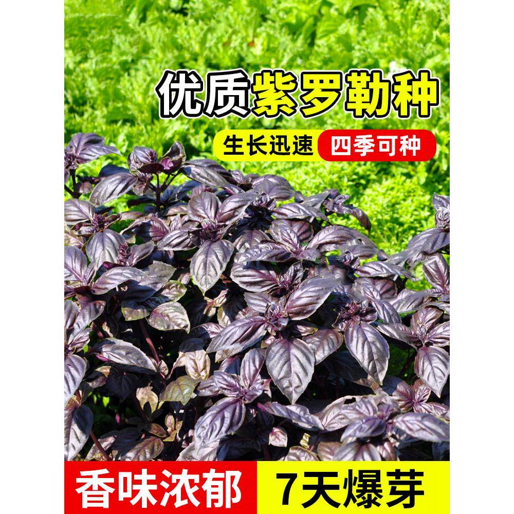 紫罗勒可食用九层塔香草阳