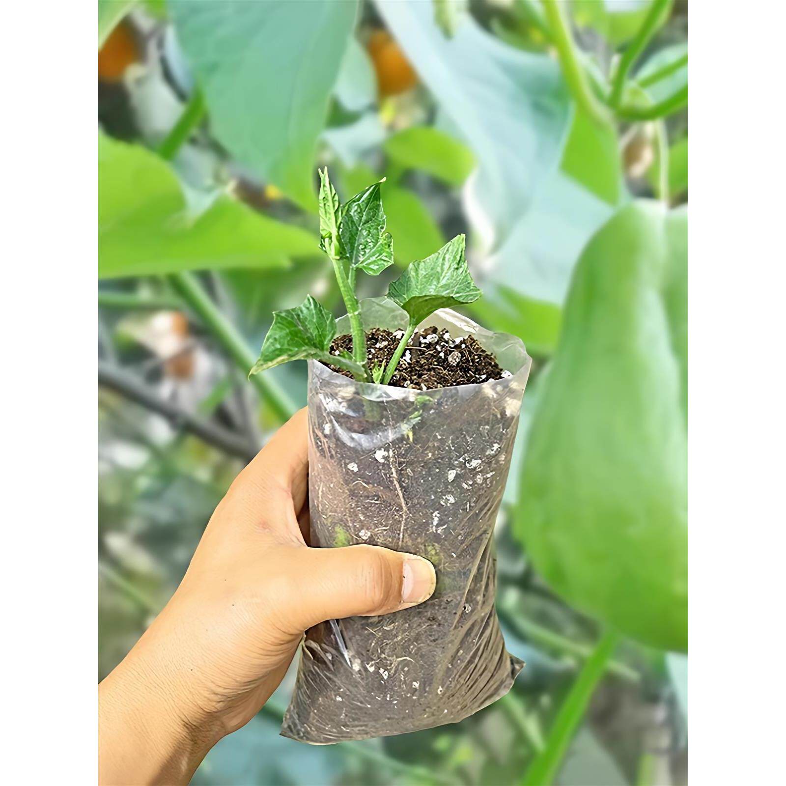 佛手瓜苗带母体芽龙须菜扶